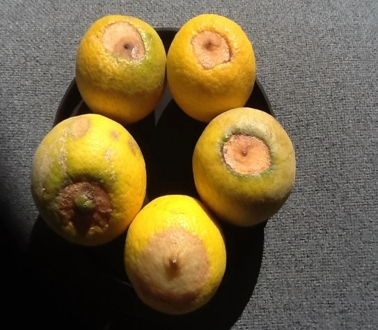 Fruit-end or Blossom-end rot